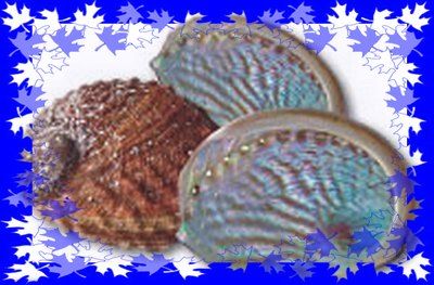 ABALONE com 16cm