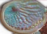 ABALONE com 15cm